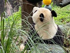 -都江堰中华大熊猫苑