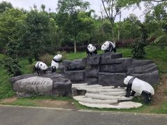 -都江堰中华大熊猫苑