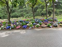 -上海滨江森林公园