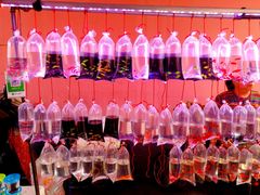 -中环花鸟鱼虫市场
