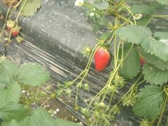 -喜杨洋草莓采摘园