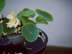-璞素(浦东店)