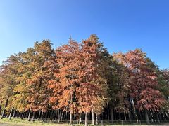 -上海共青森林公园