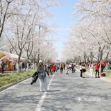 鉴真路樱花大道｜扬州人心中的鼋头渚