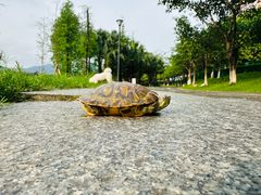 -飞来湖湿地公园
