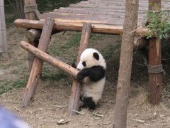 -成都大熊猫繁育研究基地