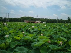 -梁鸿国家湿地公园