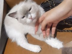 -藏猫猫咖啡主题馆(中央大道店)