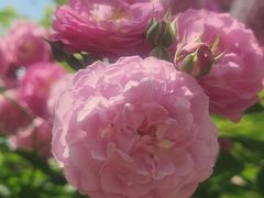 -木塔寺遗址生态公园