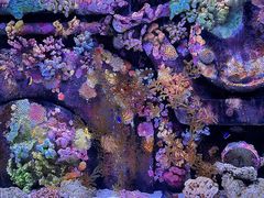 -暹罗海洋世界
