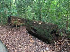 -武吉知马自然保护区