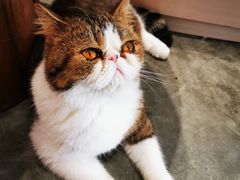 -瞄一喵猫咖(格力海岸店)