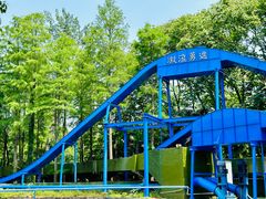 -上海共青森林公园