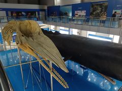 -上海海洋大学鱼文化博物馆(军工路校区)