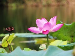 -新江湾城公园