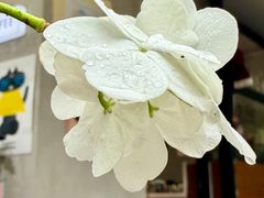 -T-COFFEE(长江花园店)