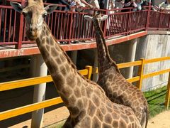 -西霞口神雕山野生动物世界