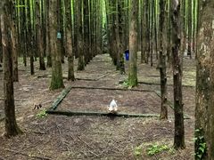 -山王坪喀斯特国家生态公园