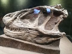 -自贡恐龙博物馆