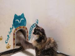 -藏猫猫咖啡主题馆(中央大道店)