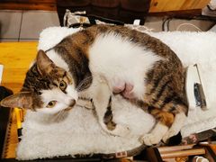 -欢乐牧人蒙古炭烤羊腿(四平路店)