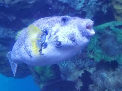 -珠海长隆海洋王国