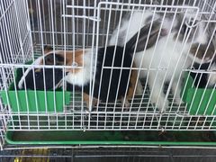 -双季花艺园艺市场(浦东店)