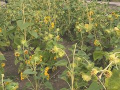 -长春公园(普阳街道)