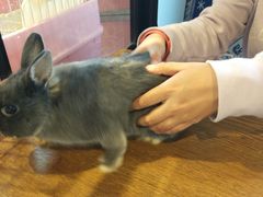 -藦茜花园宠物主题亲子互动体验馆(国顺东路店)