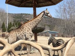 -大连森林动物园