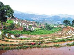 -灵山景区梯田
