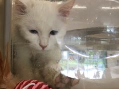 -飞行喵MR PILOT|猫舍·猫咖(静安大融城店)
