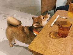 -柴务处·柴犬主题狗咖