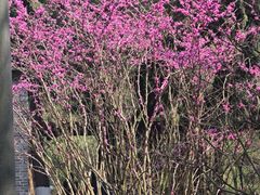 -花溪公园