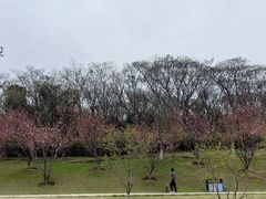 -羊山湖公园