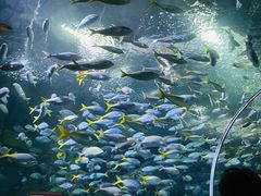 -上海海洋水族馆