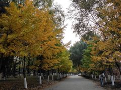 -长白岛森林公园