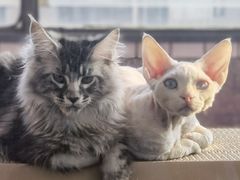 -十年猫舍·猫咪专门店(普陀店)