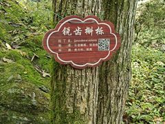 -牛背梁国家森林公园