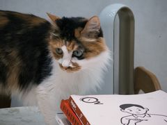 -玫瑰咖啡(中山六路店)