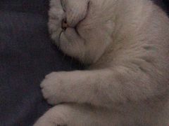 -瑞鹏宠物医院·骨科·猫科·内科(第一中心)