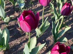 -长春公园(普阳街道)