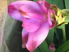 -双季花艺园艺市场(浦东店)