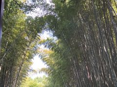 -同里国家湿地公园