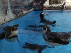 -帝企鹅自助餐厅•儿童岛•真企鹅(长隆企鹅酒店)