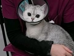 -艾贝尔宠物医院·24H转诊中心·肿瘤猫专科(江宁双龙店)