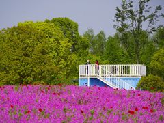 -花开海上生态园