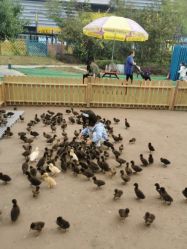 -萌宠亲子动物乐园(槐房万达店)