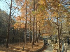 -白水寺森林公园