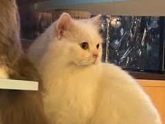 -MOCHA明星猫咖(田子坊店)